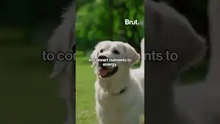 Anti Aging Pill for Dogs