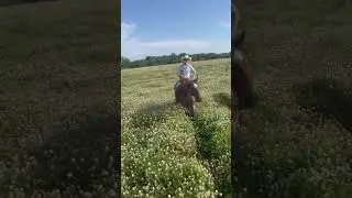 #horse #cowboy #traininghorses