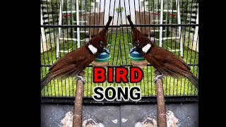Bird Song - Bird Sound Material - the best audio bird - Beautiful Bird Song