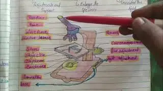 microscope part and function 🔬🔬#microscope_diagram#microscope_in_hindi#microscope full details me