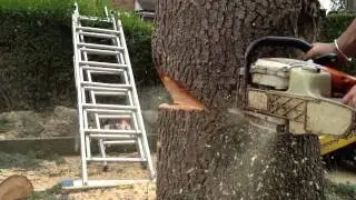 T.H Tree Services: Tree Felling in Billericay Essex