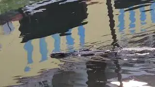 A Morning Swim