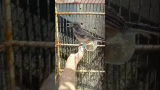 bule numoang lewt geh om #kicaumania #bunyimurai #kicaumanianusantara #muraijantan #birdfarm