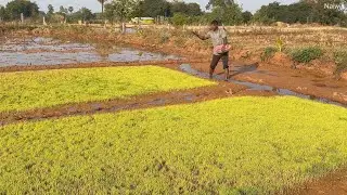 EP118 | నారుమడి ఎరుపు రంగు | Rice Seedlings are turning Red | Added Seaweed and Urea | Naiwik Farms