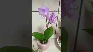 Indoor plants in our kitchen #everyone