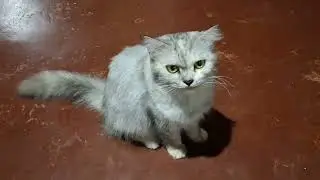 Meet my cat!