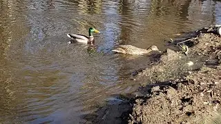 Daddy Duck update plus an unexpected visitor!   #duck#ducks#ducksofinstagram#babyducks#mallardduck