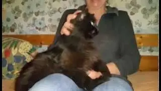 Aristo- chat type angora &agrave; adopter