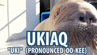 Name Announcement: Meet 