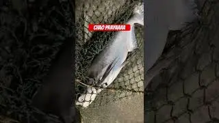 chao praya is fish from thailand, import to malaysia just for game fish in pond #fishing #mancing