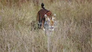 Jungle Wildlife HDR | Jungle Rainforest Scenic Relaxation Video #nature #4kwildlife #animalworld4k