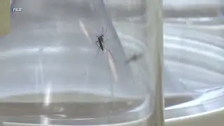 State confirms 10th travel-related dengue virus case in Hawaii for 2025