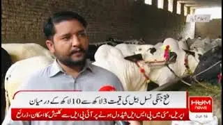 Fathejhangi Bulls At Dera Al Rehman Dairy Farm Khanna Dak Islamabad