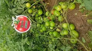 🍅किस्म: TRS SEEDS (अक्षय).🍅👌 किसानों की पहली पसंद टमाटर वैरायटी अक्षय 🍅