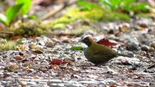 Chestnut-capped Brush-finch (Buarremon brunneinucha)