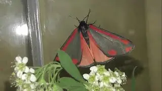 ИНСЕКТАРИЙ: 185. Медведица Кровавая (Tyria jacobaeae)