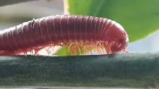 AMAZING MACRO SHOTS of Millipedes You've Never Seen Before!