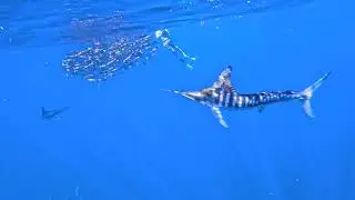 Striped marlin skewers a sardine from a bait ball in Magdalena Bay