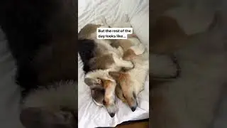 Corgis sleep hard and play hard 🤪 #corgi #dogs #pets