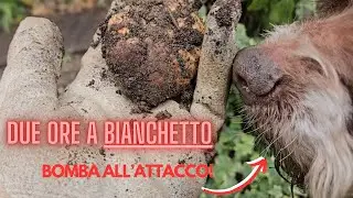 Tartufo Bianchetto, due ore nella natura!