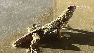 Lizard Tales: A Moral Adventure