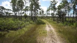 Lake Harney - 2,600 +/- Acres of Timberlands/Mitigation in Volusia County, Florida