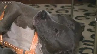 A Connecticut dog hit by a train is recovering