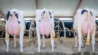 Zyada Doodh = Zyada Munafa | Best Cows for Dairy Business