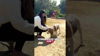 Right4paws-1
