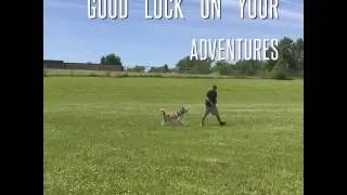 Malamute Off Leash E collar