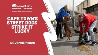 Cape Town Street Dogs Strike It Lucky Thanks to Network for Animals