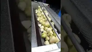 White Beetroot Washer