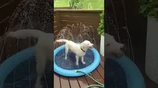 Pet Dog Sprinkler Cooling Mat Swimming Pool Inflatable Water Spray Pad Mat