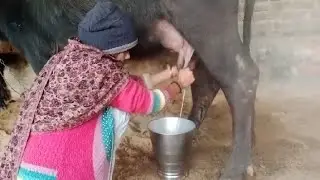 Morning Milk video village life 