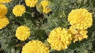 marigold farm#shorts