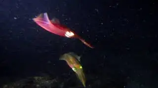 Кальмарчики, Squid, Scuba diving adventure. Дайвинг в Австралии, фото-видео охота.