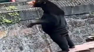Huge Fake Bear Conspiracy