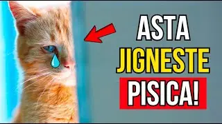 Aceste gesturi zilnice RĂNESC SENTIMENTELE PISICII TALE!
