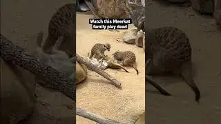 Meerkat family plays dead and so amused by it