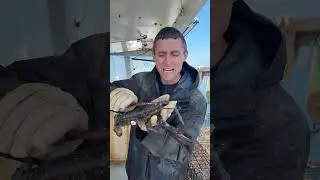 Lobster Barnacle removal ASMR