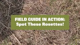 FIELD GUIDE IN ACTION: Spot the Northeast Native Rosettes!