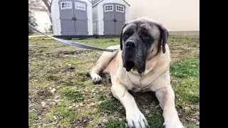 Pet transport problems in the Pacific