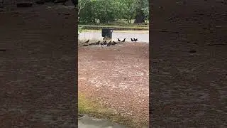 Driveway Crows Scatter into Traffic
