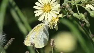 Small Cabbage White Butterfly Visits Indian Lettuce Flowers for Nectar in Japan 240fps