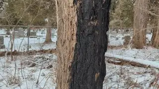 Charred Trees at Cambrian Rise Homeless Encampment Overlooking Lake Champlain