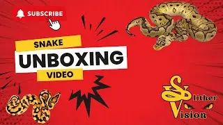 Unboxing Two Stunning Female Ball Pythons for My Clown & Clown Pied Projects!