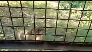 Lion Safari at Chhatbeer Zoo