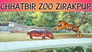 Chhatbir Zoo Zirakpur Ambala Road / All Animals In The Zoo New Video #chhatbirzoo