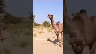 Camel crying #animals #camel #shortvideo #vlogs #funny #desert #crying #beautiful