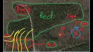 Understanding Buck Scrapes